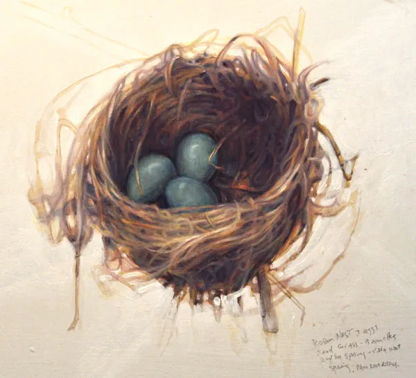 Robin’s nest in spring