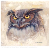 owl-maxi-55-email_1