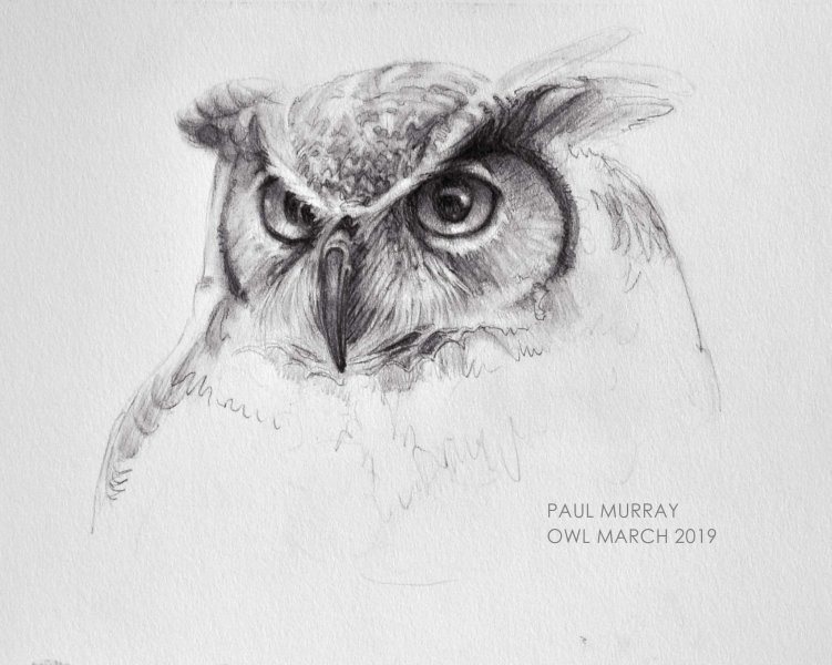 Owl Original Pencil