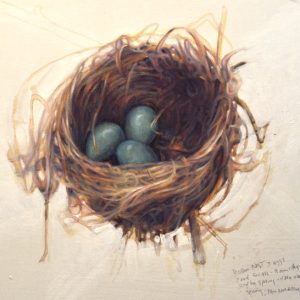 Robin’s nest in spring